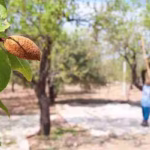 Raccolta delle mandorle in un campo biologico | Almond harvest in an organic orchard