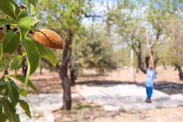 Raccolta delle mandorle in un campo biologico | Almond harvest in an organic orchard
